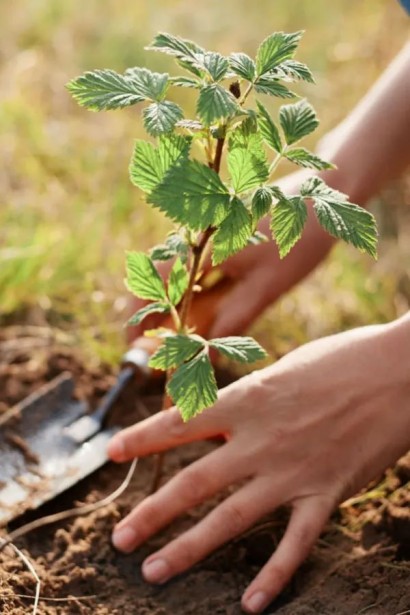 Посадка малини Геракл у відкритий грунт